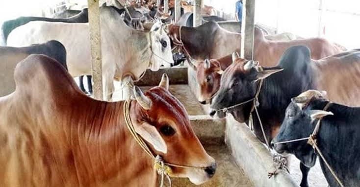 কাউখালীতে অনলাইন পশুর হাটে সাড়া নেই ক্রেতা বিক্রেতাদের