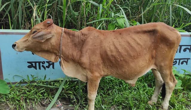 ভূরুঙ্গামারীতে ব্যাপক হারে ছড়িয়ে পড়েছে লাম্পি স্কিন