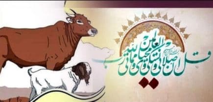 কুরবানী করার শর্ত ও নিয়ম