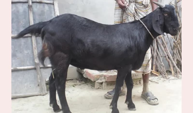 ছাগলের গায়ে কাদা দেয়া নিয়ে শান্তিগঞ্জে সংঘর্ষ, আহত ১০