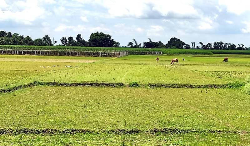 শেষ আষাড়ে চৈত্রের খরা, কৃষকের কপালে চিন্তার ভাজ