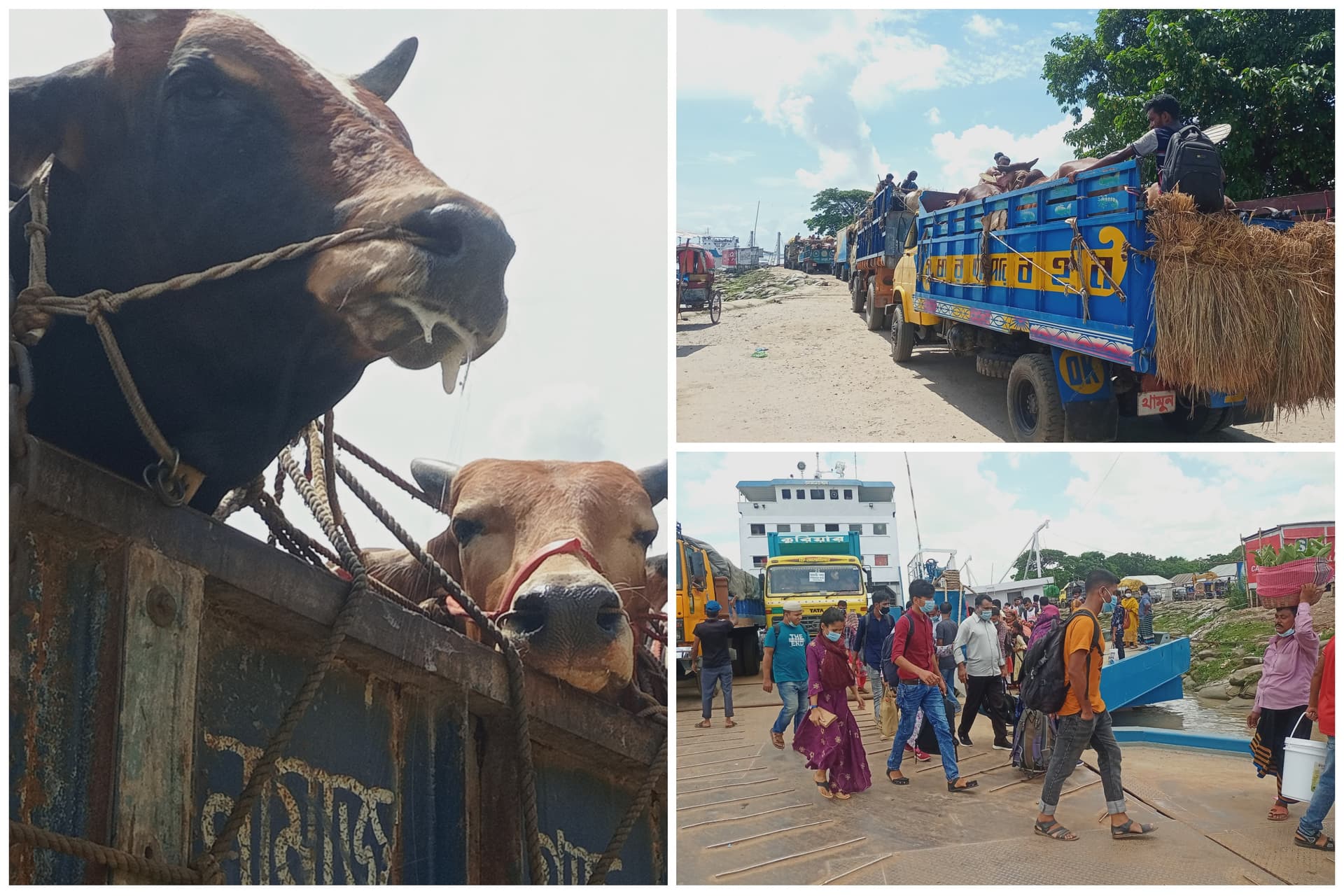 দৌলতদিয়া ঘাটে পশুবাহী ট্রাক ও যানবাহনের দীর্ঘ যানজট :ভোগান্তি চরমে