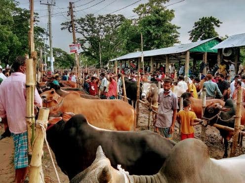 সরাইলে জমে উঠেছে কোরবানির পশুর হাট:দাম দুশ্চিন্তায় বিক্রেতারা