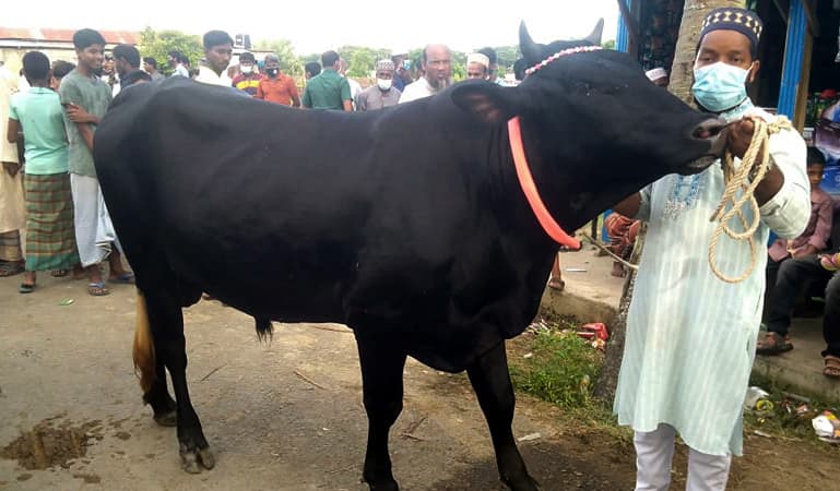 বঙ্গবন্ধু ও প্রধানমন্ত্রীর নামে কোরবানীর গরু ক্রয়