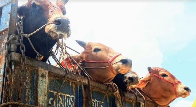 গরুর ট্রাক ৮-১০ ঘন্টায়ও ফেরির নাগাল পাচ্ছে না, তীব্র যানজটের সৃষ্টি