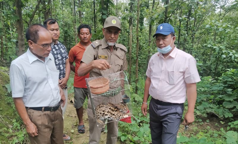 খাগড়াছড়িতে বনাঞ্চলে বনবিড়াল অবমুক্ত