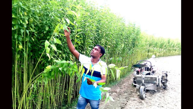 আত্রাইয়ে পাট চাষে আগ্রহ বাড়ছে কৃষকের