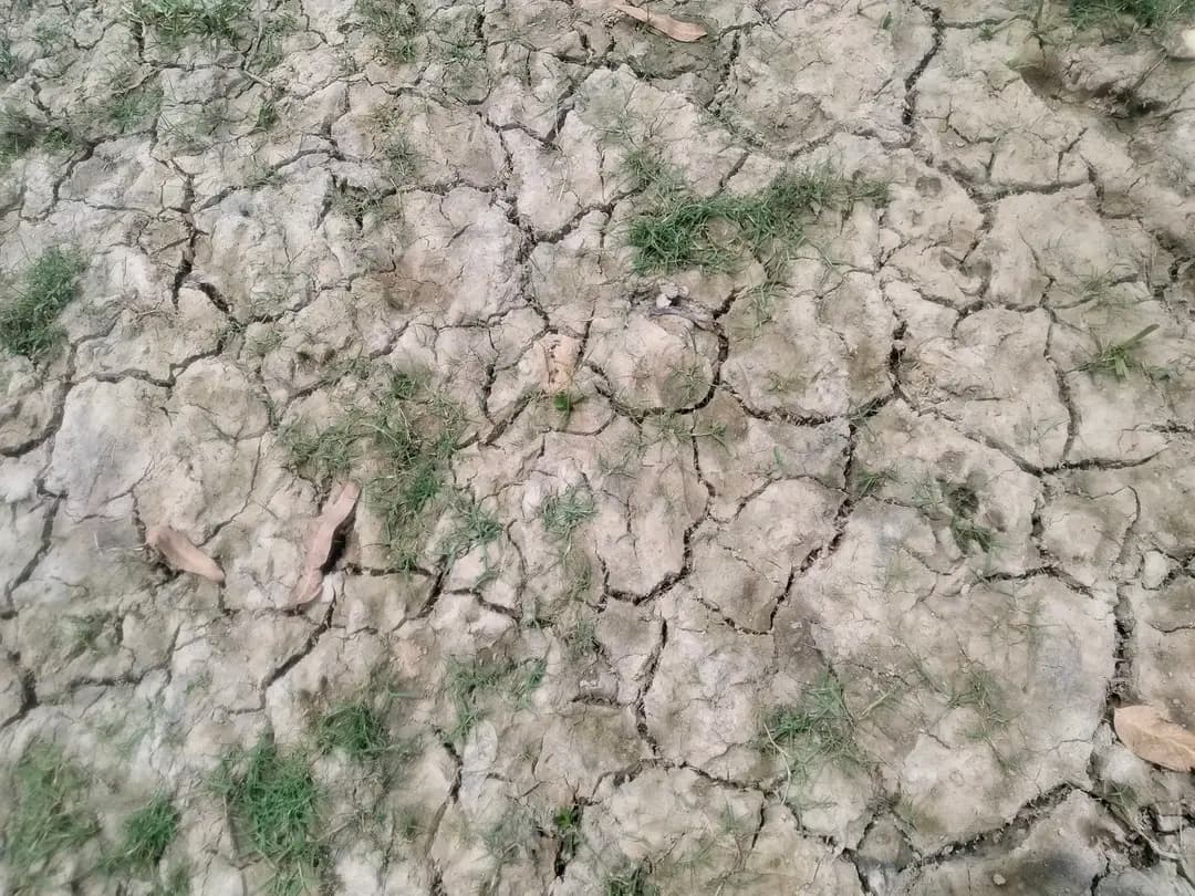 হিলিতে ভরা শ্রাবণে দেখা নেই বৃষ্টির মাঠের জমি ফেটে চৌচির