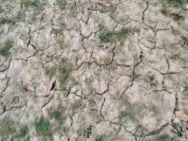 হিলিতে ভরা শ্রাবণে দেখা নেই বৃষ্টির মাঠের জমি ফেটে চৌচির