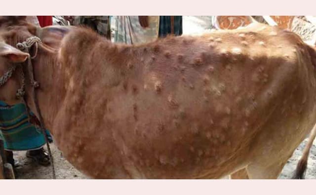 হিলিতে গরুর লাম্পি স্কিন রোগ, দুশ্চিন্তায় খামারিরা