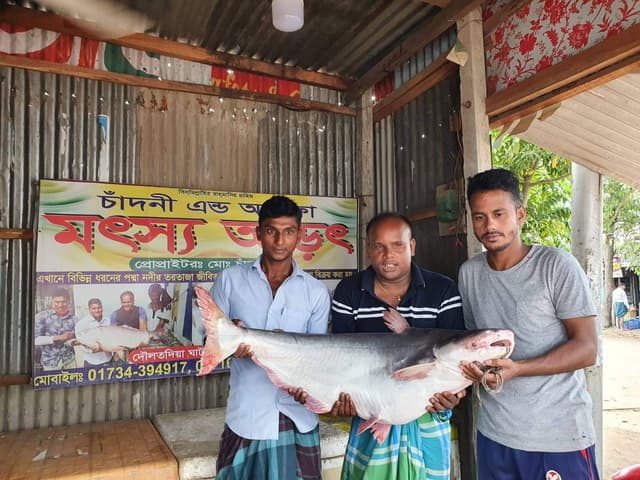পদ্মার দুই পাঙাশ বিক্রি হলো ৬১ হাজারে