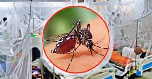 যে কারণে ভয়াবহ রূপ নিচ্ছে ডেঙ্গু পরিস্থিতি