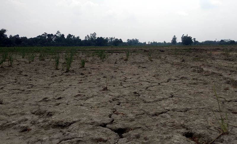 পাঁচবিবিতে আমন ধান রোপা নিয়ে দুশ্চিন্তায় কৃষক