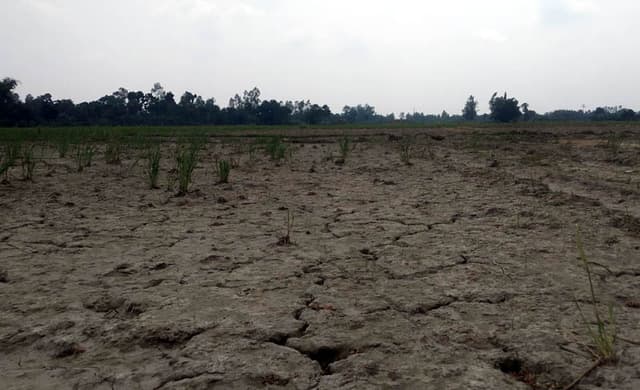 পাঁচবিবিতে আমন ধান রোপা নিয়ে দুশ্চিন্তায় কৃষক