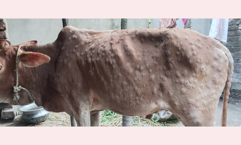 পাঁচবিবিতে গরুর ল্যাম্পি স্কিন রোগে দিশাহারা কৃষক, সরকারীভাবে ভ্যাকসিন সরবরাহের দাবী