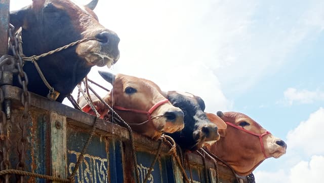 গরু বিক্রি না হওয়ায় হতাশ ব্যবসায়ী ও খামারিরা