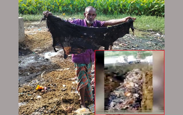 ভূরুঙ্গামারীতে অবিক্রিত চামড়া মাটি চাপা !