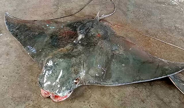 কুয়াকাটায় ধরা পড়লো বিরল প্রজাতির দু’টি বাদুড় মাছ