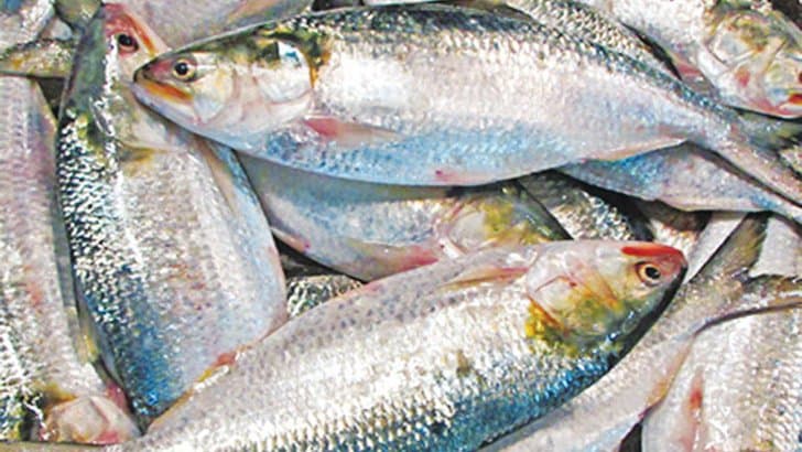 সাগরে ধরা পড়ছে ইলিশ, পদ্মা-মেঘনায় কম