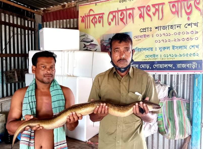 দৌলতদিয়া পদ্মায় ৩ কেজির বাওস মাছ
