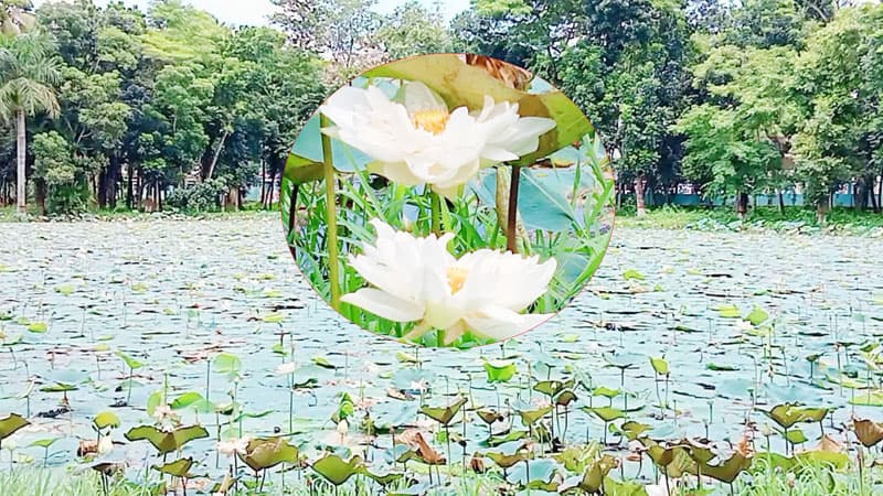 বরিশালে পদ্ম ফুলের আভা ছড়িয়ে পড়ছে শতবর্ষী চান পুকুরে