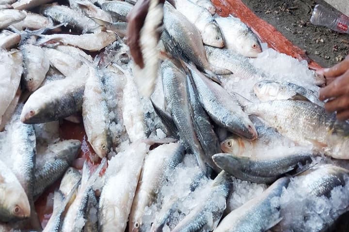 এক নৌকায় ১০২ মণ ইলিশ শিকার