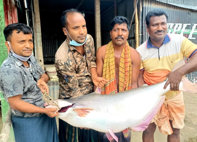 পদ্মায় জেলের জালে ২৬ কেজির পাঙ্গাশ