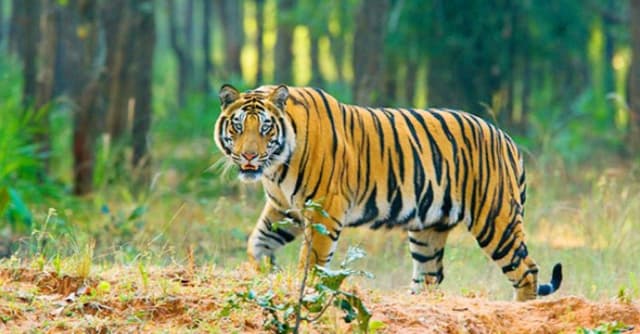 বিশ্ব বাঘ দিবস আজ