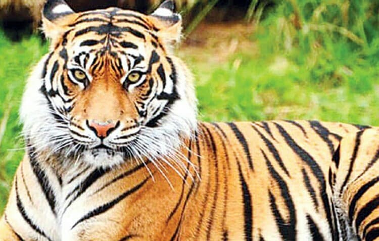 সুন্দরবনের বাঘ সুরক্ষায় চোরা শিকারিদের তৎপরতা বন্ধের দাবি