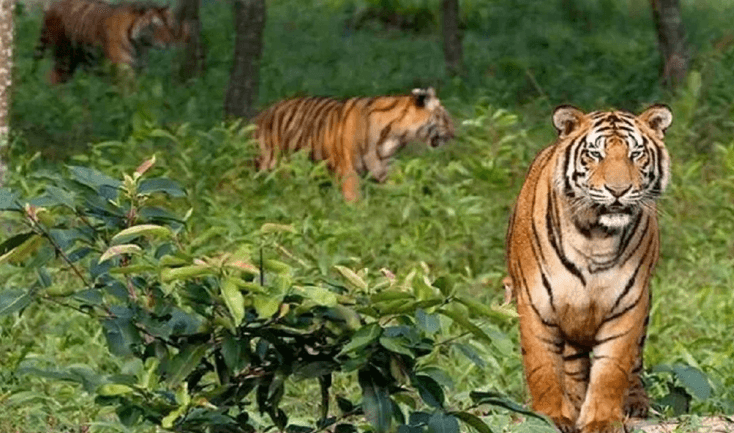 সুন্দরবনে বাঘের সংখ্যা বাড়ার সম্ভাবনা : বন বিভাগ