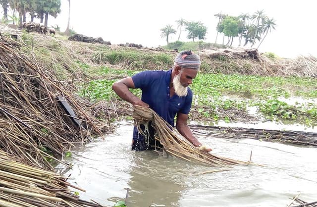 সোনালী আঁশ সংগ্রহে ব্যস্ত আত্রাইয়ের পাট চাষিরা