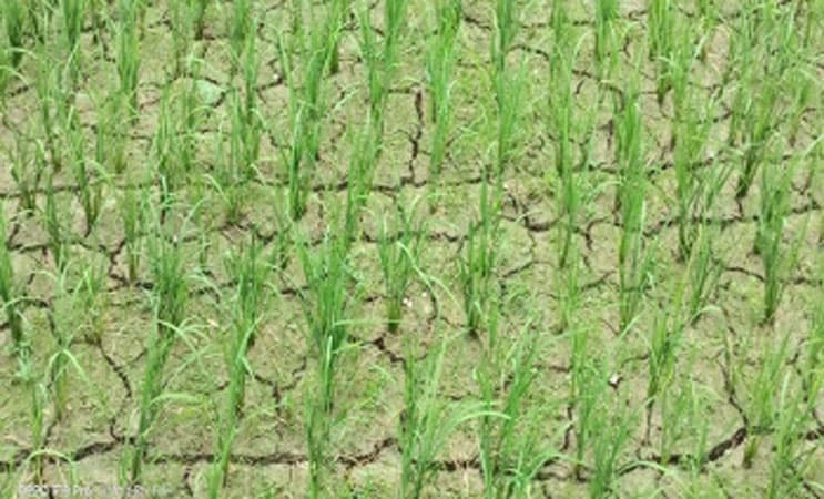 তীব্র খরায় বিপাকে আমন চাষীরা