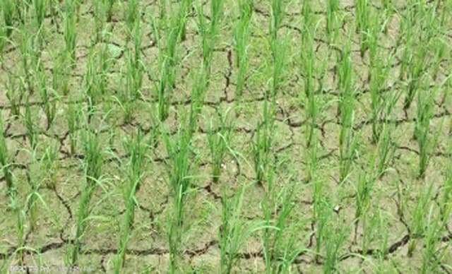 তীব্র খরায় বিপাকে আমন চাষীরা