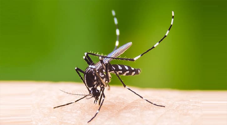 ডেঙ্গু রোগে মৃত্যু বেড়েছে ২৫ গুণ