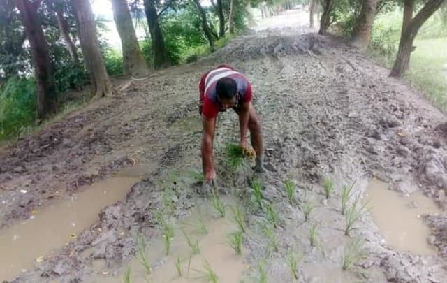 রাস্তায় ধানের চারা লাগিয়ে অভিনব প্রতিবাদ