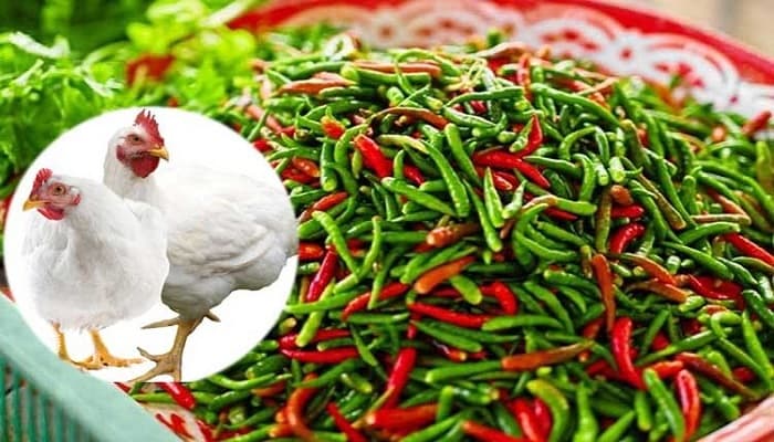 বেড়েছে মুরগির দাম, কাঁচা মরিচের কেজি ২৫০