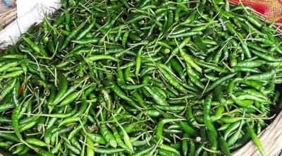 কাঁচা মরিচের কেজি ডাবল সেঞ্চুরি