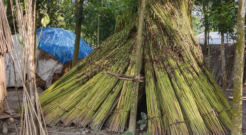 পাঁচবিবিতে বিপাকে পড়েছেন পাটচাষীরা