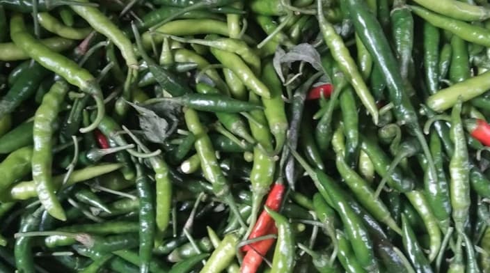 হিলি স্থলবন্দরে কাঁচামরিচের দাম অর্ধেকে নেমেছে