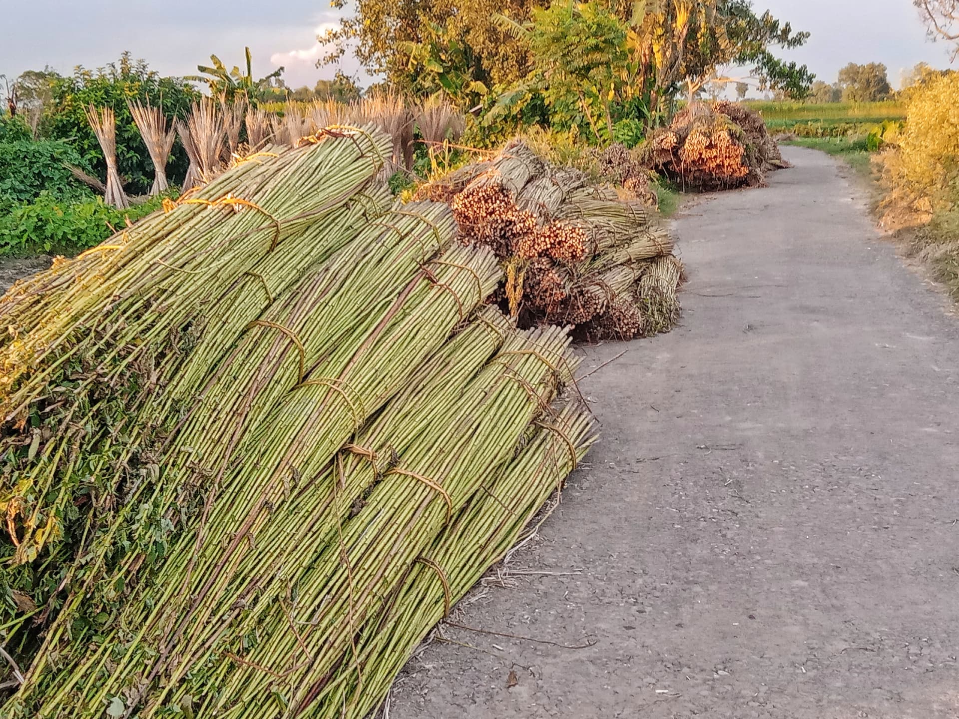 পাট'নি পাগল হইয়ি যায়ছি, কে শুনবে আমার কথা?