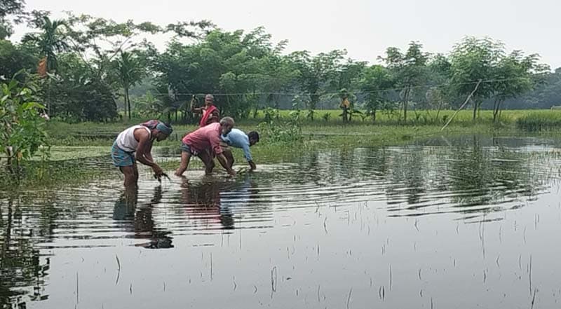 ভোলায় তলিয়ে গেছে আমনের বীজতলা, দিশেহারা কৃষক