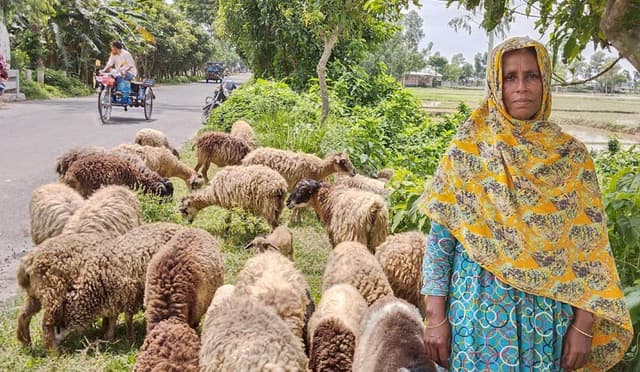 পাঁচবিবিতে ভেড়া পালন করে সাবলম্বি রেহেনা