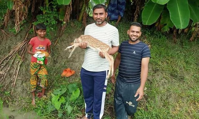 সুবর্ণচরের বিএডিসিতে হরিণ শাবক প্রসব