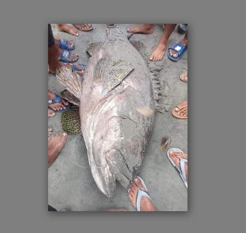 বড়শীতে ধরা পড়লো ৭০ কেজি ওজনের মাছ
