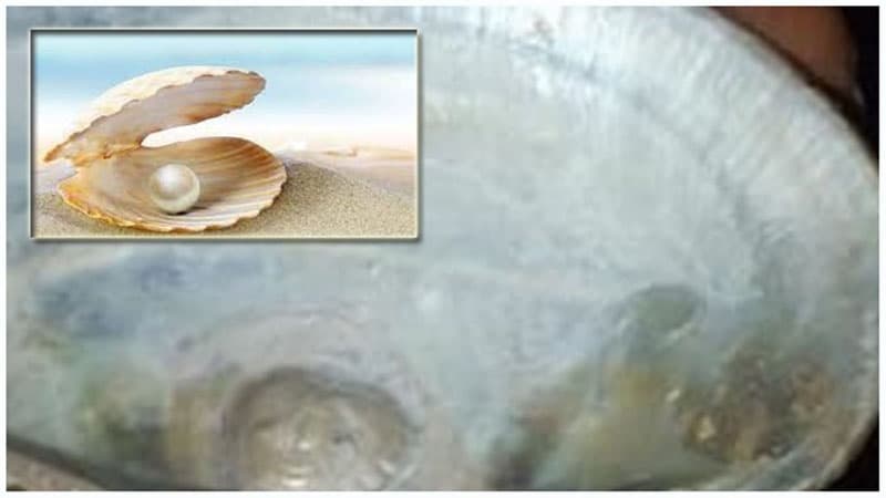 ঝিনুক খুলতেই ভিতরে শিবলিঙ্গের প্রতিকৃতি!