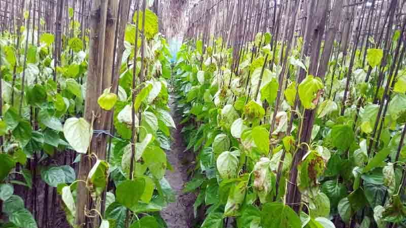 বরিশালে পান বরজের সাথে শত্রুতা, ক্ষয়ক্ষতি