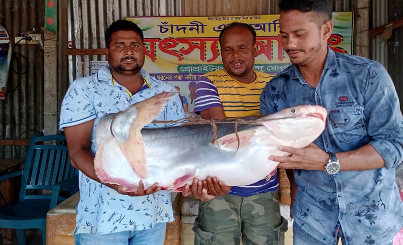পদ্মার এক পাঙাশ ২৩ হাজারে বিক্রি