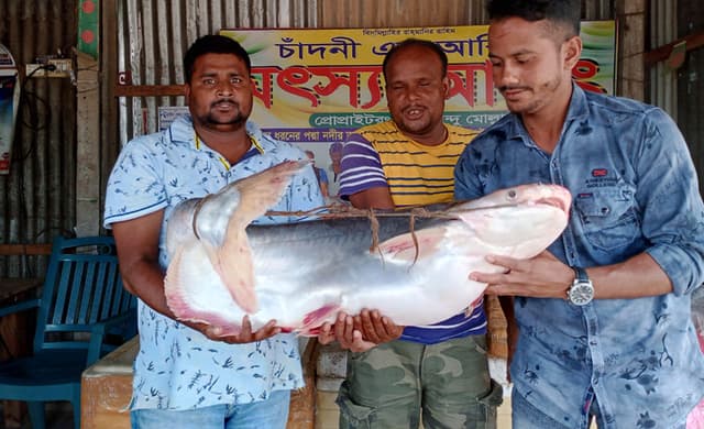 পদ্মার এক পাঙাশ ২৩ হাজারে বিক্রি