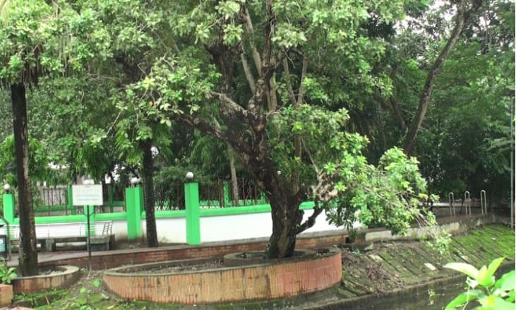 টুঙ্গিপাড়ায় বঙ্গবন্ধুর স্মৃতি বয়ে বেড়াছে বাঘিয়ার নদী ও হিজল গাছ