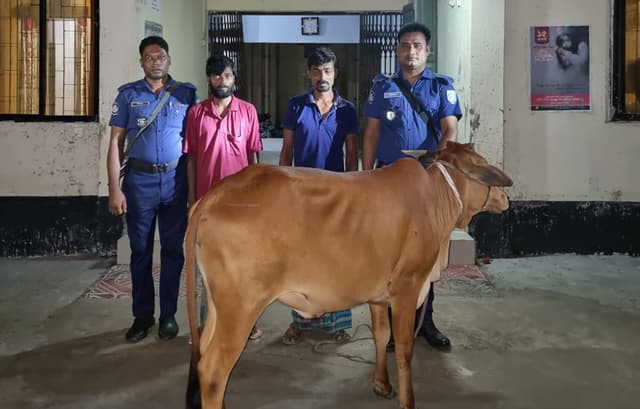 মাদক ব্যবসার পাওনা পরিশোধে গরু চুরি